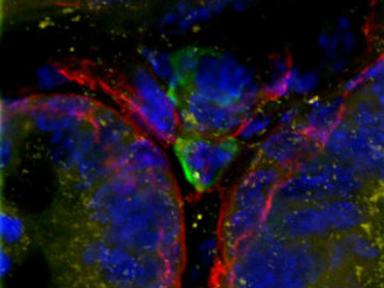 Three-color fluorescence microscopy image showing blood vessels (red), neural tissue (green), and cell nuclei (blue)