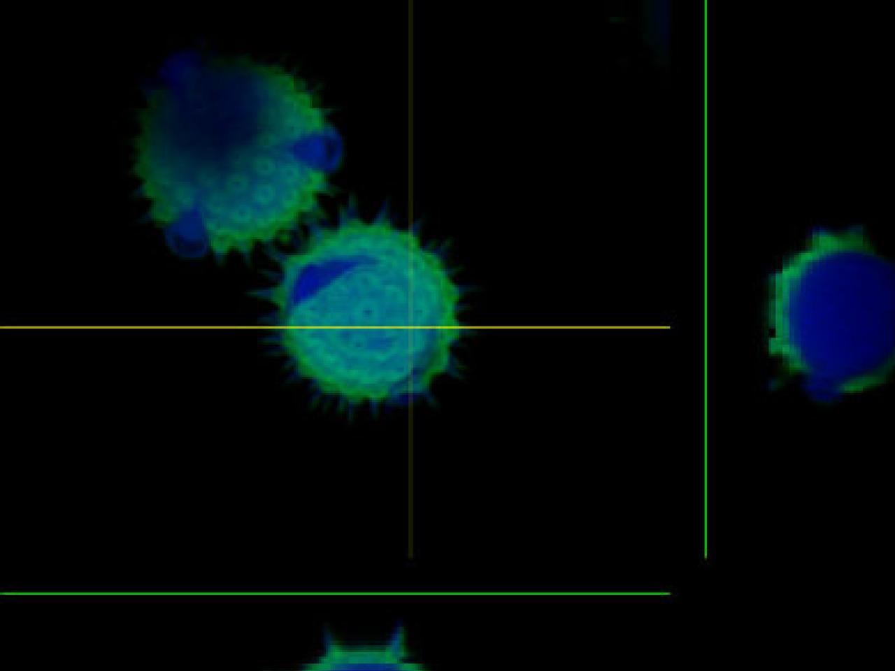 Confocal microscope z-stack view showing cross-sections of cells with labeled membrane (green) and nucleus (blue) from multiple angles