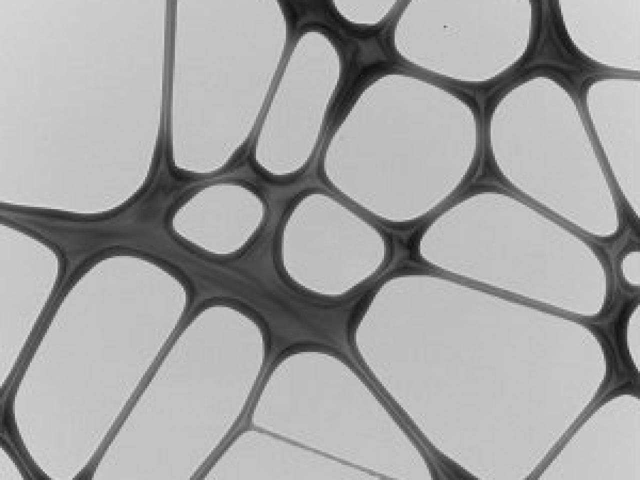 A black and white transmission electron microscope (TEM) image showing a cellular or tissue cross-section. The image reveals a network pattern of dark walls or membranes surrounding lighter-colored, irregular polygonal spaces of varying sizes. The structure resembles a honeycomb or plant cell architecture where the spaces appear white and the boundaries appear black.