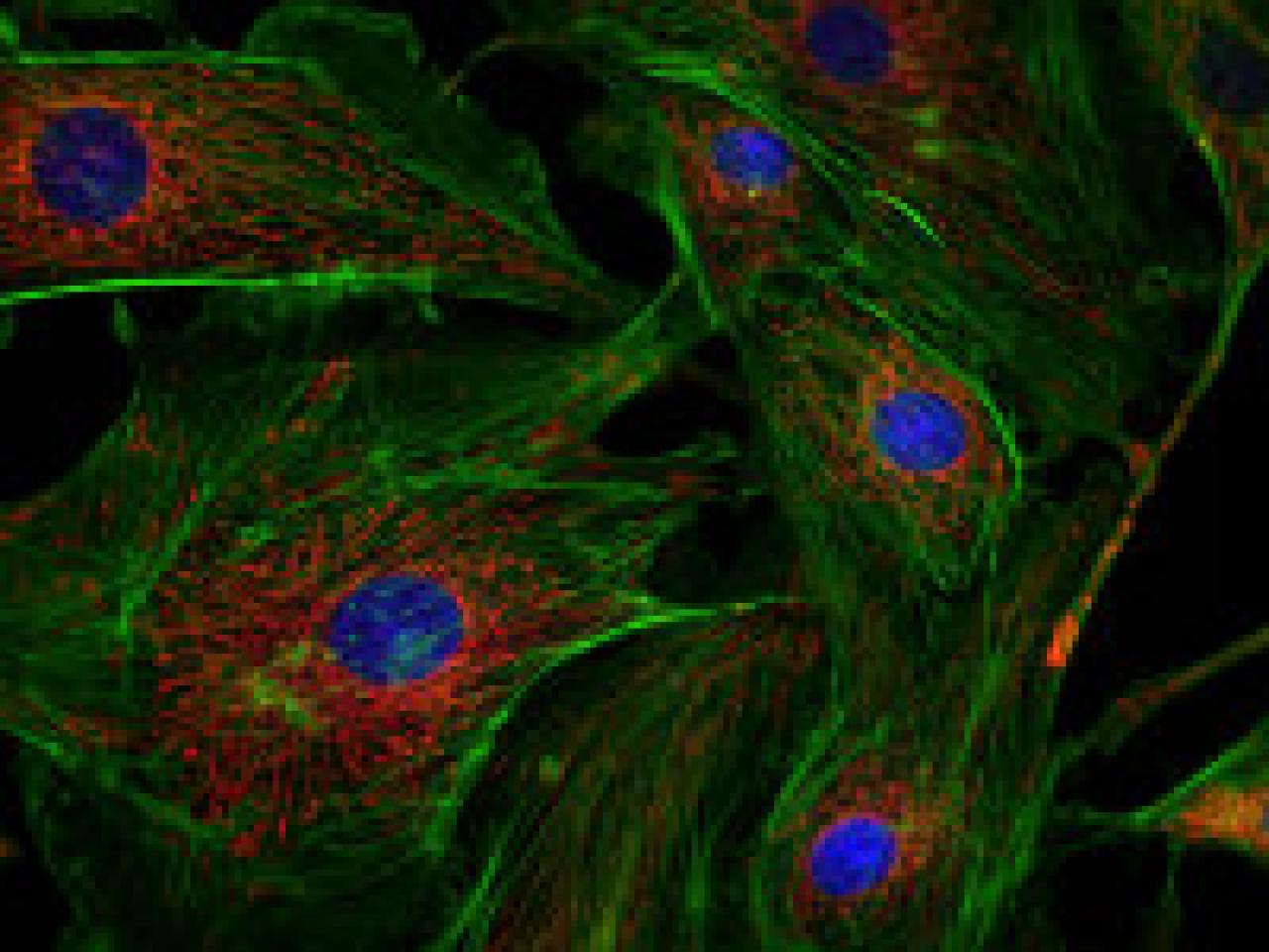 Fluorescence microscopy image showing cells with labeled cytoskeleton (green), mitochondria (red), and nuclei (blue)