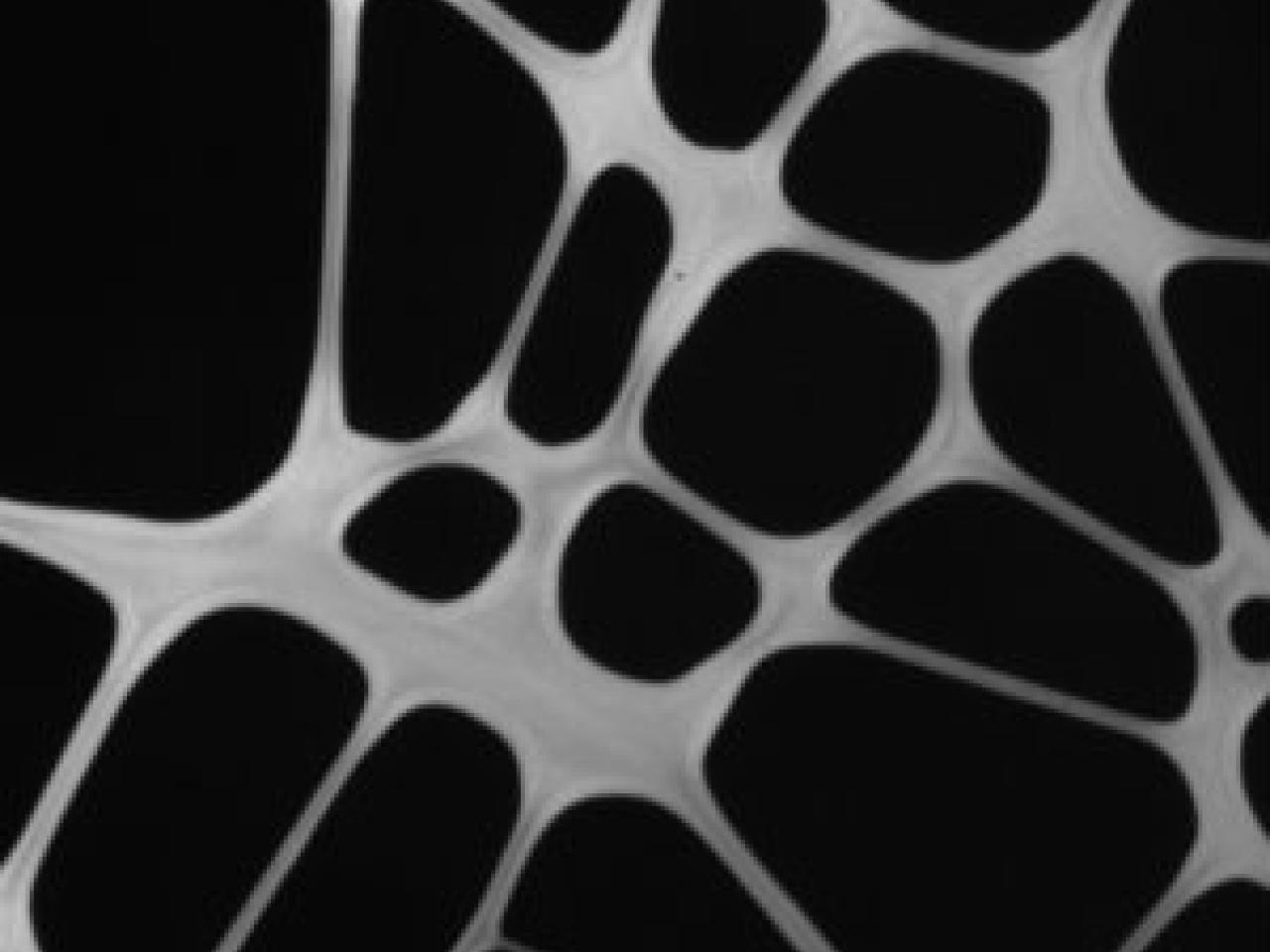 A black and white transmission electron microscope (TEM) image showing what appears to be the inverse or negative of the previous image. Here, the network pattern appears as white walls or membranes against a black background, creating interconnected pathways surrounding dark, irregular polygonal spaces. The structure has a web-like or mesh appearance with varying sizes of openings.