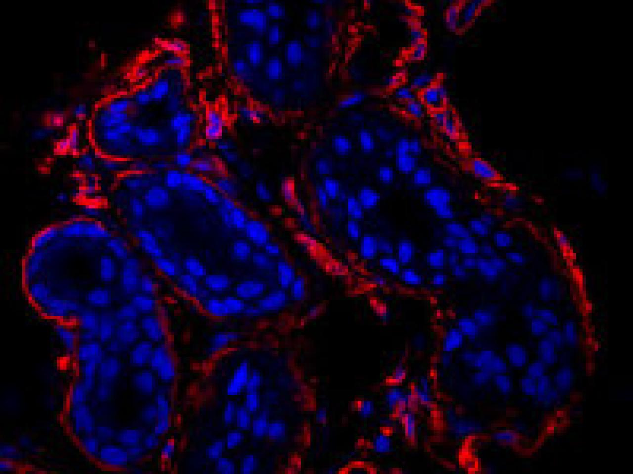 Fluorescence microscopy image of tissue showing cell membranes (red) and nuclei (blue)