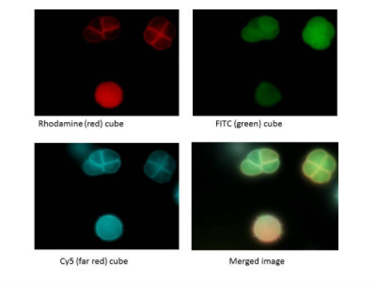 Four-panel fluorescence microscopy image showing the same cells labeled with different fluorescent markers. Top left shows Rhodamine (red) fluorescence, top right shows FITC (green) fluorescence, bottom left shows Cy5 (far-red, displayed in cyan) fluorescence, and bottom right shows the merged composite of all channels. Each panel captures three cell nuclei or cellular structures with distinct fluorescent labeling patterns. Each image is labeled underneath with its corresponding fluorescent marker and 'cube