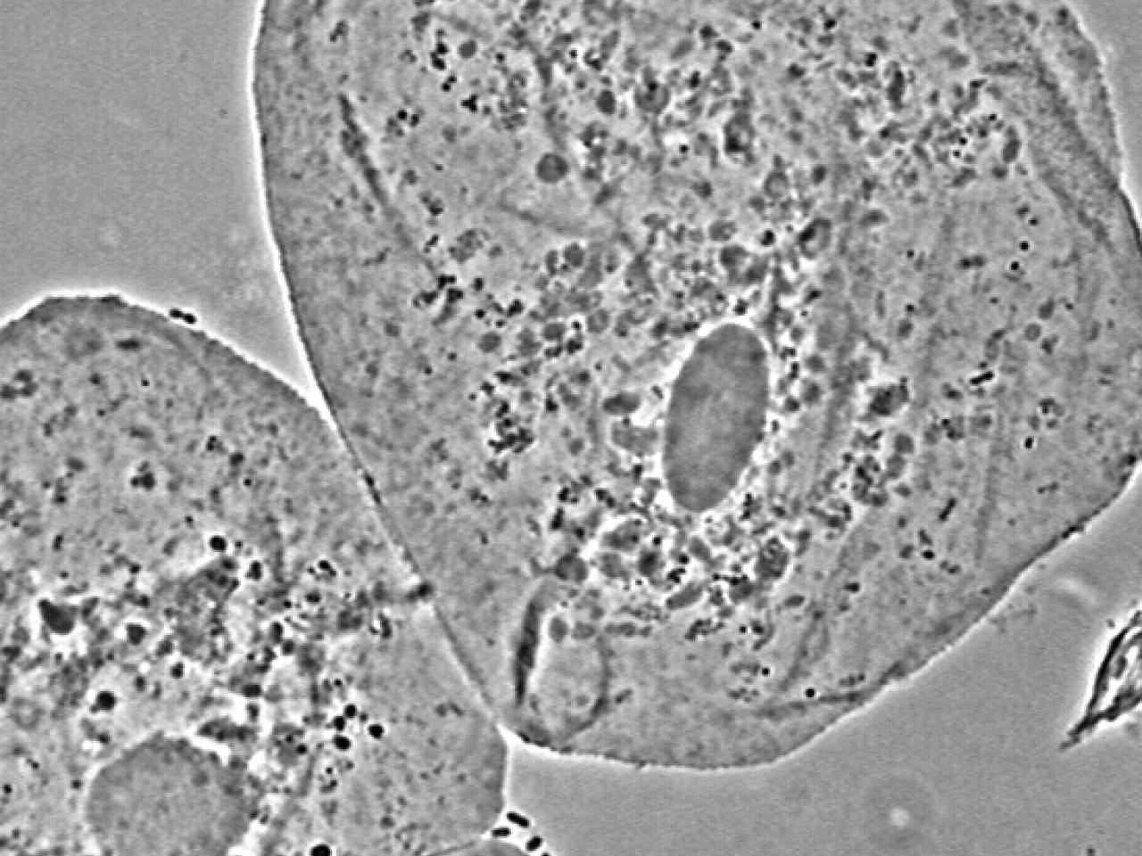Phase contrast microscopy image showing individual cells with visible cellular structures. The grayscale image reveals clear detail of cytoplasmic granules, vacuoles, and nuclei within the cells. The cells appear to be epithelial or cultured cells with distinct cell boundaries and internal organelles visible due to the phase contrast technique.